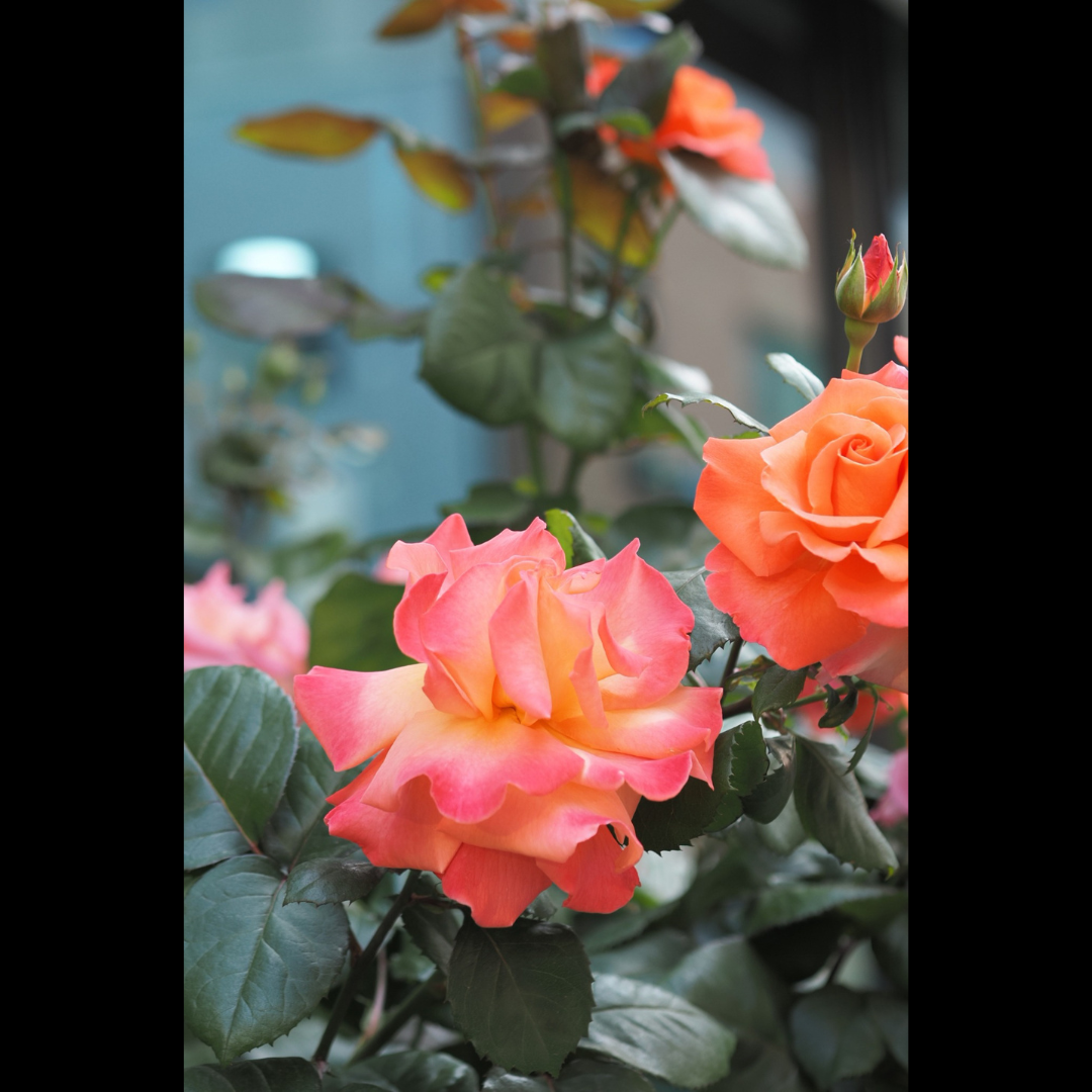 Contours of Solitude